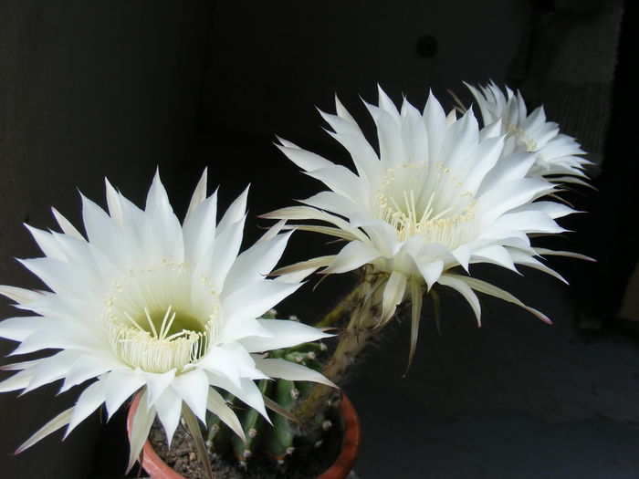 DSCF3635 - Flori de Cactus