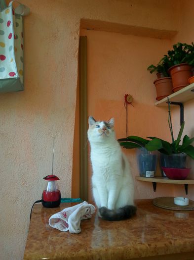 image - Mitica
