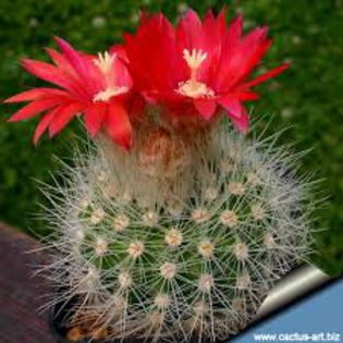 parodia