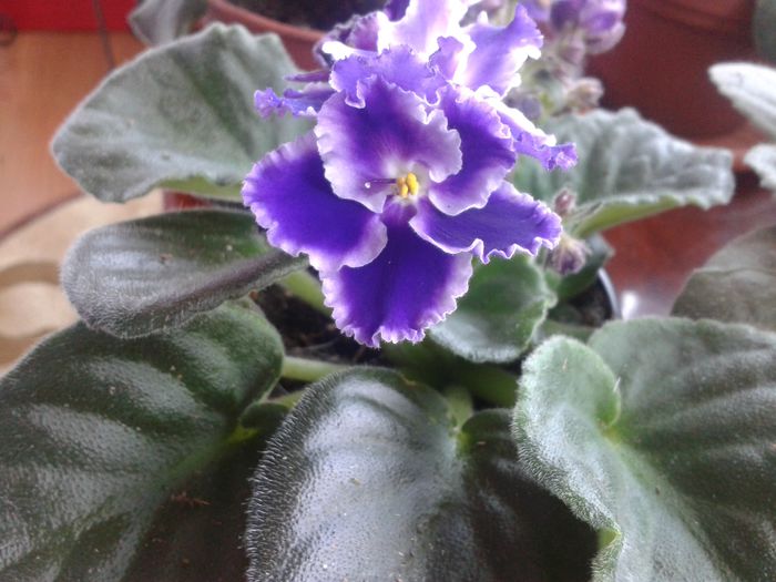 20140810_125915 - violete de parma
