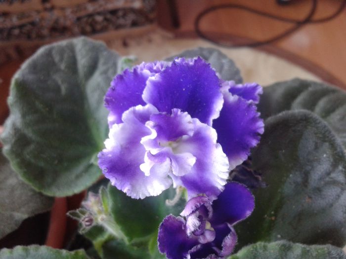 20140810_125926 - violete de parma
