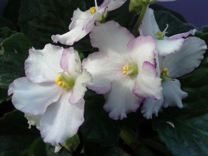 capri cris_4 - violete de parma
