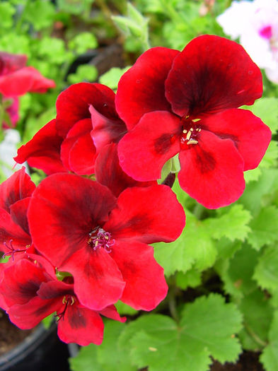 Pela_Candy_Flower_Dark_Red