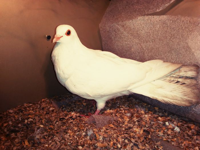 din florii pe galben linia ff veche - A 2 galateni rasa veche