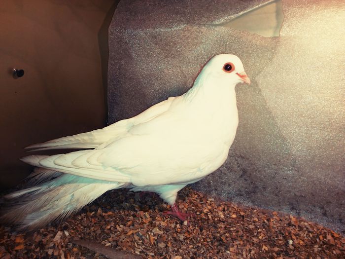 joc pe 3 parti - A 2 galateni rasa veche