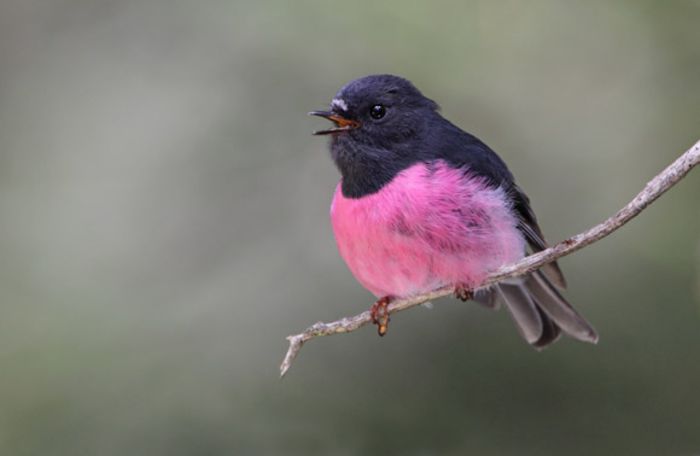 Petroica rodinogaster