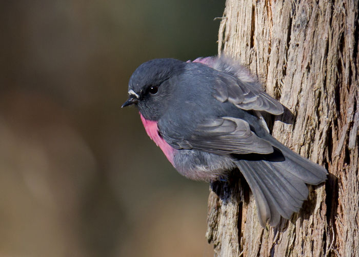 Petroica rodinogaster