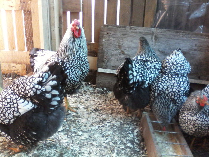 IMG_20150124_104119 - WYANDOTTE ARGINTIU 2014-2015