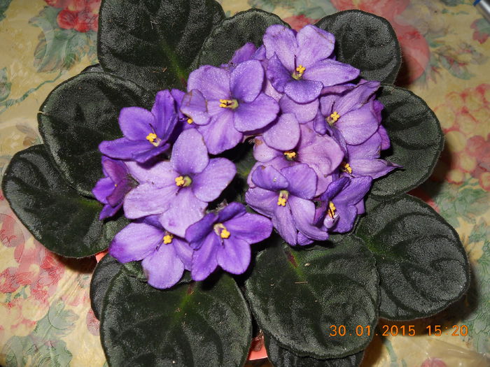 001 - GINGASIILE IERNII 2015
