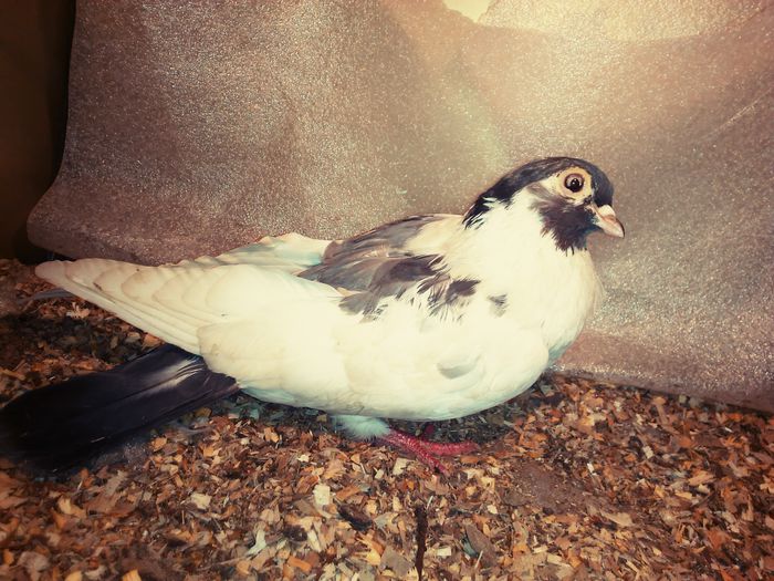 femela 2013 - A 2 galateni rasa veche