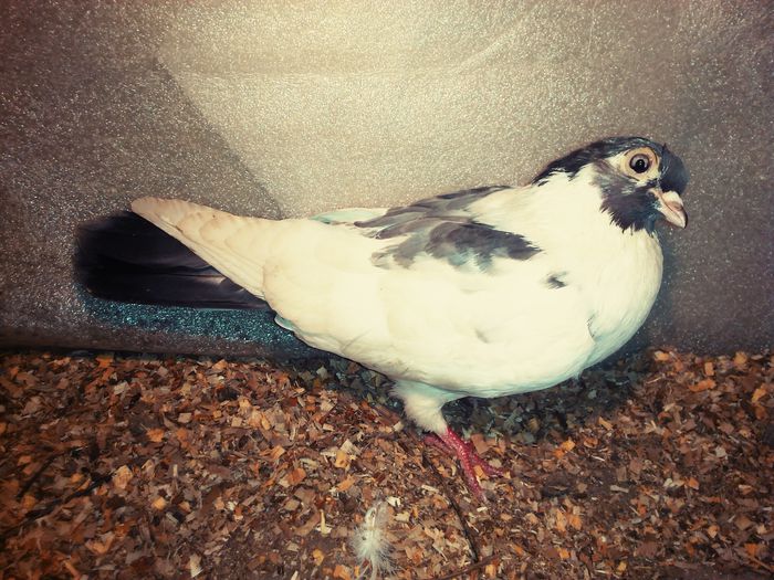 joc lung oprita de la zbor