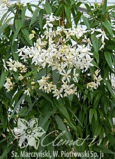 ClematitaArmandii Snowdrift (Evergreen); clematite
