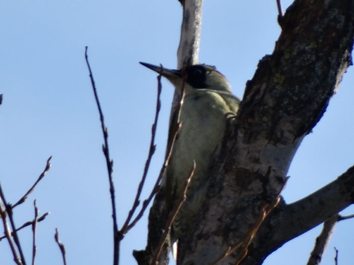 ghionoaie verde la apus - a-vizitatorii gradinii-2015