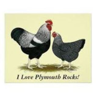 95852411_ASVONHF[2] - 8 - d   PLYMOUTH ROCK HERMINAT INCHIS