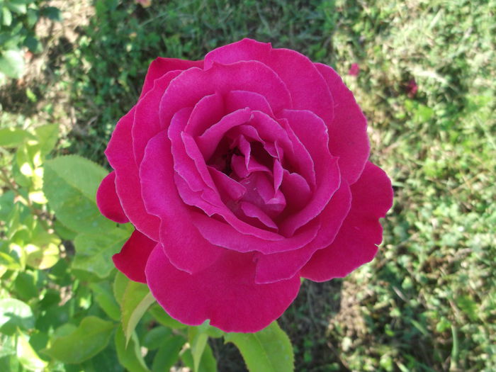 DSCF5369 - Trandafiri