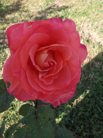DSCF5370 - Trandafiri