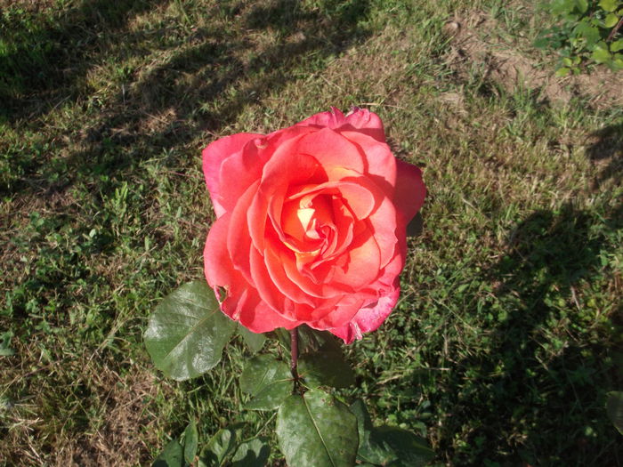 DSCF5371 - Trandafiri