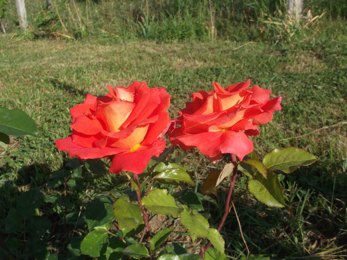 DSCF5372 - Trandafiri