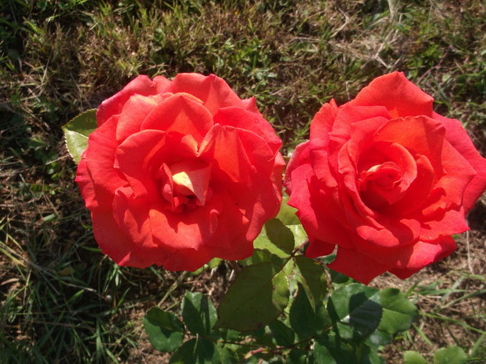 DSCF5375 - Trandafiri