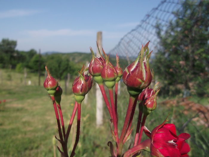 DSCF5382 - Trandafiri