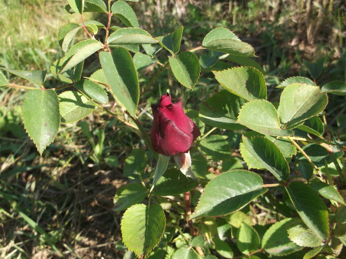 DSCF5385 - Trandafiri