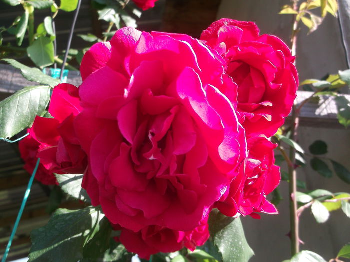 DSCF5393 - Trandafiri
