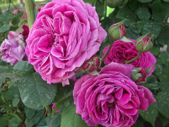DSCF5396 - Trandafiri