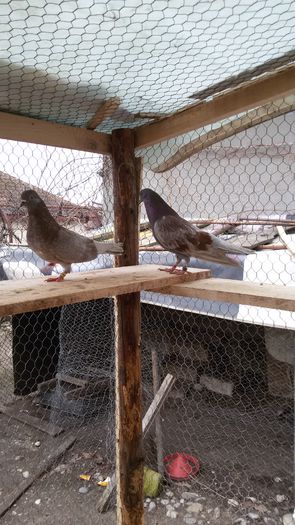 albastru de ploiesti solzat- nisipie