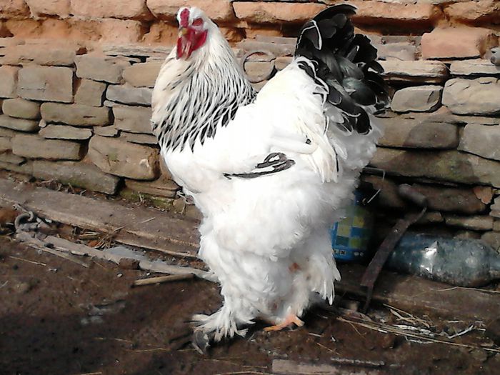 DSC_0437 - BRAHMA 2015