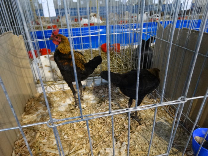 DSC05008 - Expo Pajura Stefanesti Arges ian 2015