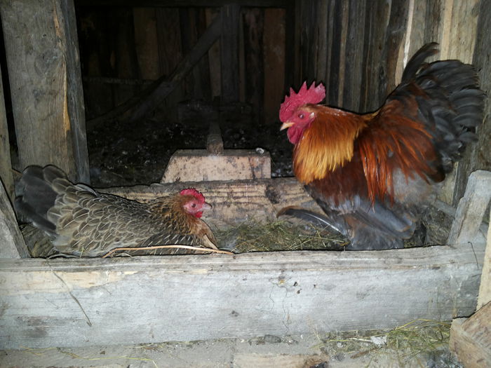 de data asta are companie