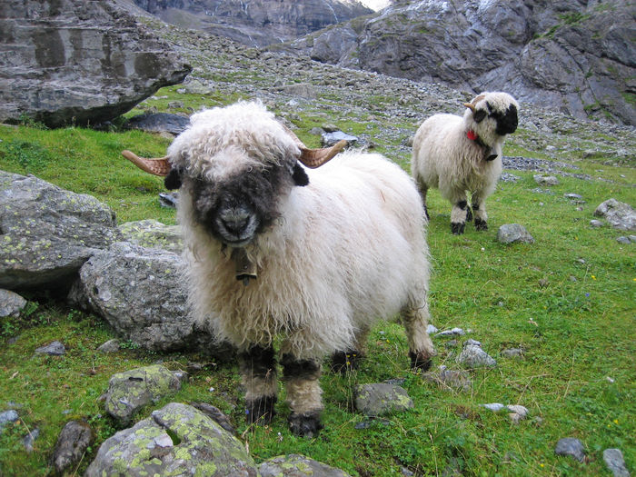 Bot negru Schwarznasenschaf la pascut - Rase de oi si capre-Poze deosebite-6