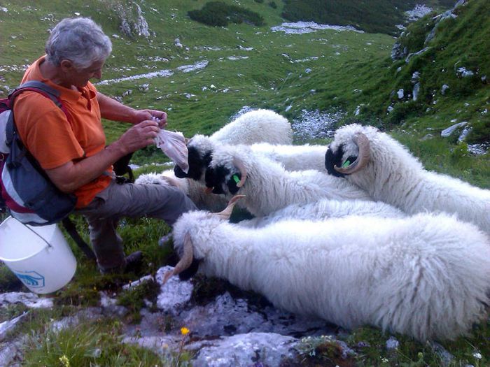 Ceva bun si dulce nu aveti,,,, - Rase de oi si capre-Poze deosebite-6