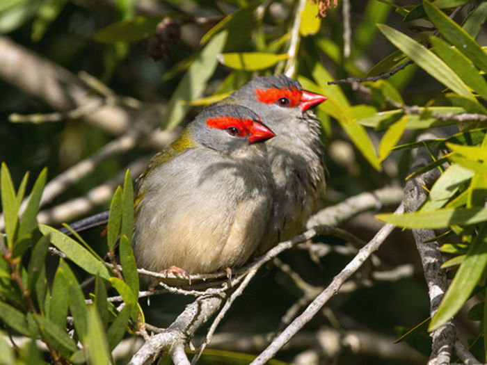 Neochmia temporalis