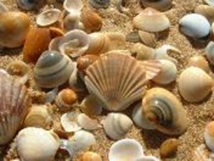 seashells - Scoici