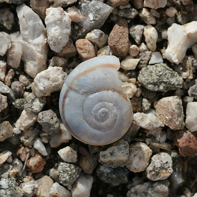 snail-shell - Scoici