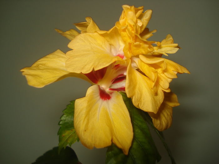 DSC09680 - HIBISCUS 2015