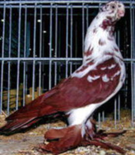 fluture varsovia - Porumbei in Lume