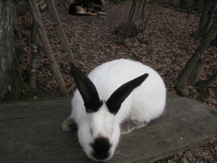 desen aproape perfect