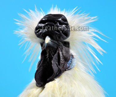 WhSilkRooHead; A White Silkie rooster&#039;s head from the UK / Photo courtesy of Rupert Stephenson
