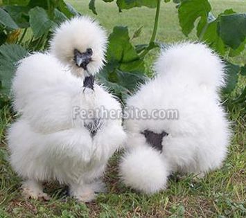 ShowgirlWhPs2; A couple very nice White ShowGirl pullets / Photos courtesy of Brenda Gambill

