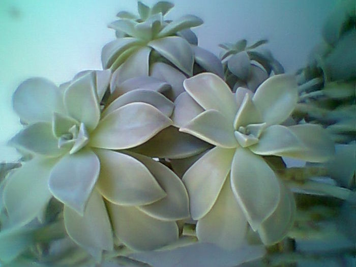 Echeveria