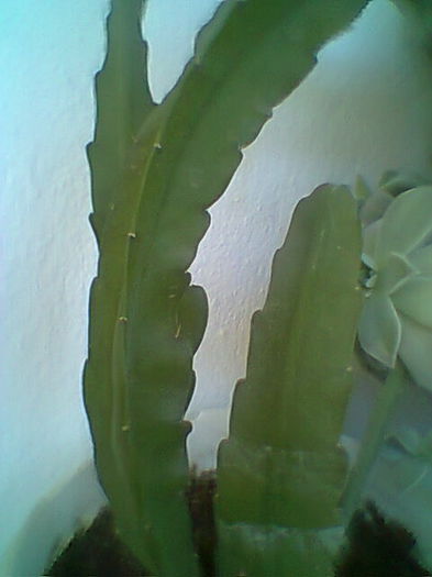 Epiphyllum