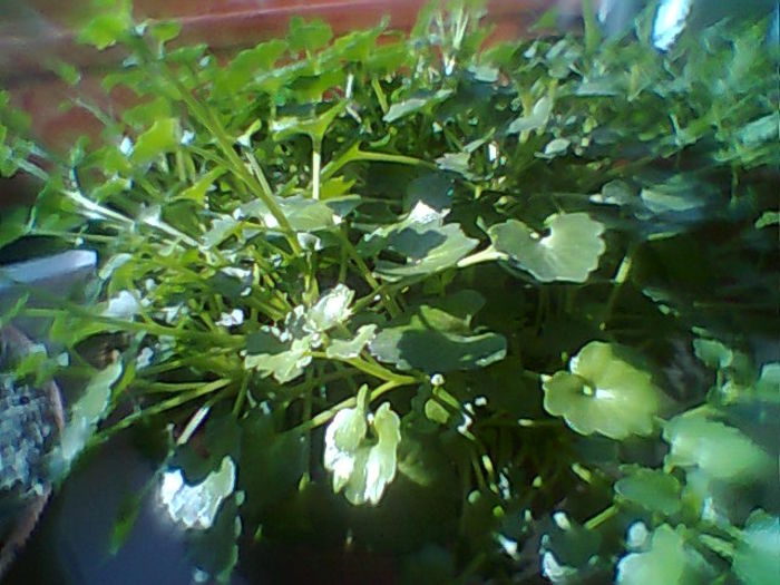 Kampanula