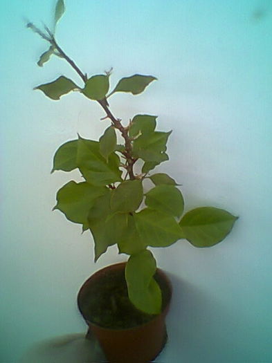 Multumesc Elluta