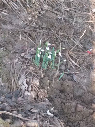 ghiocei de ianuarie - flori in gradina