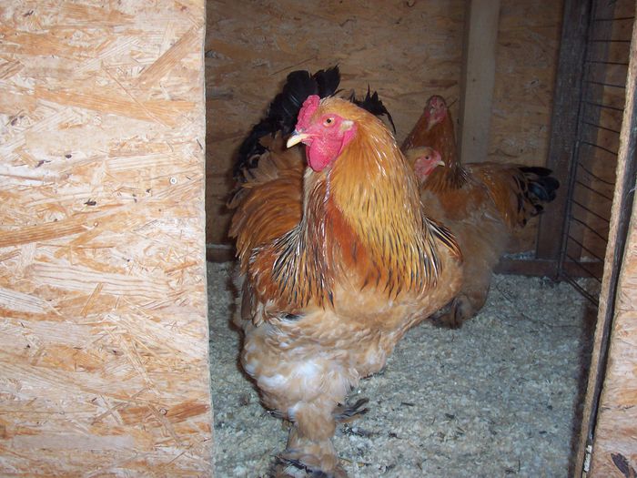 100_5526 - 2015 COLUMBIA MATCA