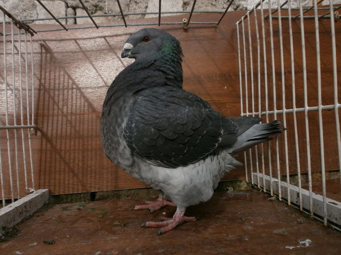 P1318322 - ARHIVA   AMERICANI   VINDUTI