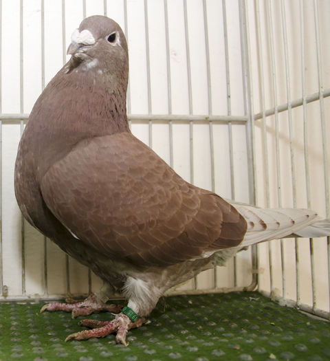 F-2013 Vanduta - Porumbei Standard - Vanduti