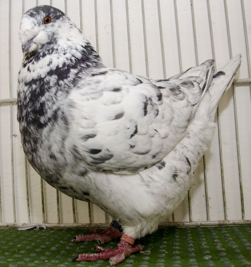 NDD_8204 F-2013-RO - Porumbei Americani-Vanduti